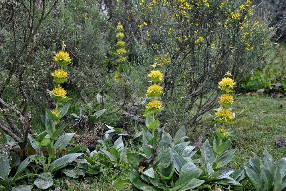 Gentiana Lutea Seeds For Planting: A Complete Guide to Growing and Caring for the Majestic Yellow Gentian - Image 4