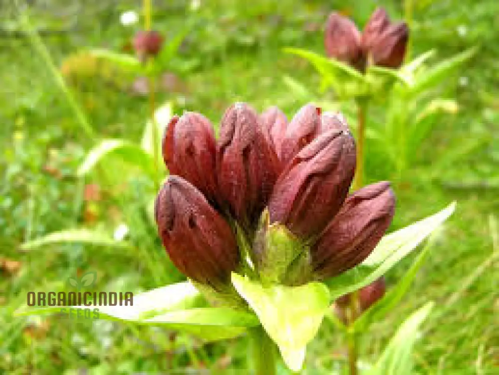 GENTIANA PURPUREA Seeds - The Ultimate Purple Garden Gem | Perfect for Adding Elegance and Vibrant Color to Your Garden Landscape"