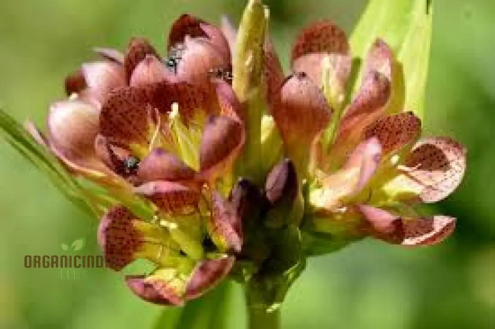 GENTIANA PURPUREA Seeds - The Ultimate Purple Garden Gem | Perfect for Adding Elegance and Vibrant Color to Your Garden Landscape" - Image 3