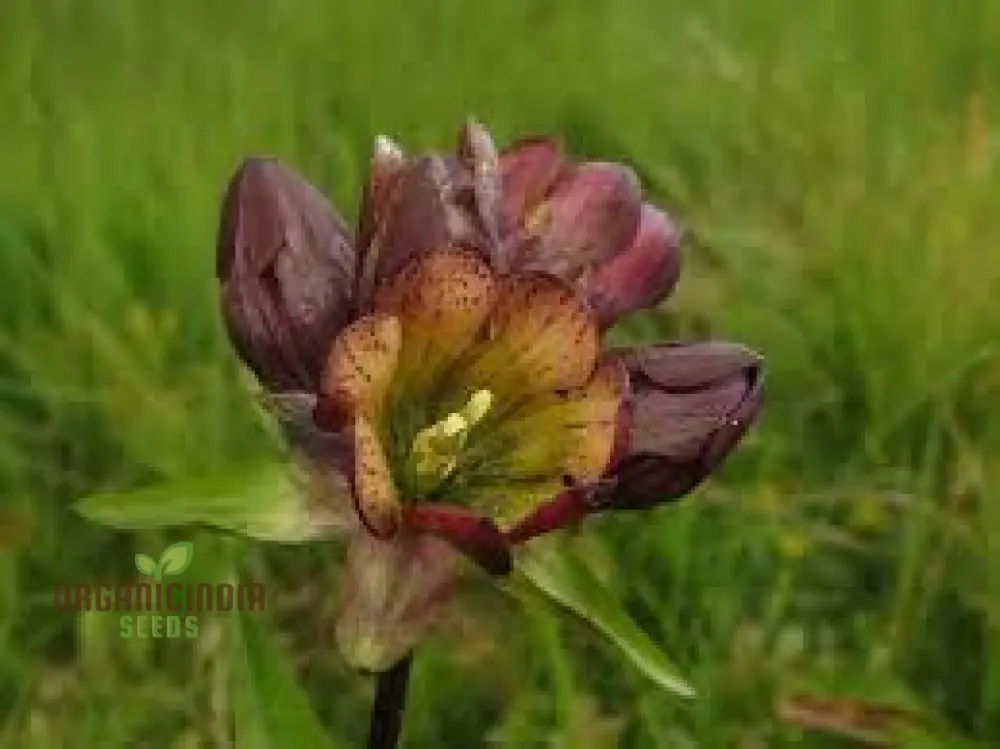 GENTIANA PURPUREA Seeds - The Ultimate Purple Garden Gem | Perfect for Adding Elegance and Vibrant Color to Your Garden Landscape" - Image 4