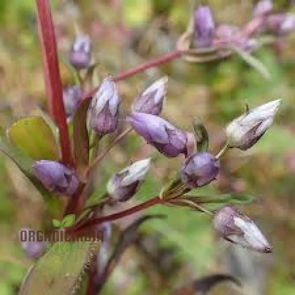 Gentianella Species Seeds for Planting