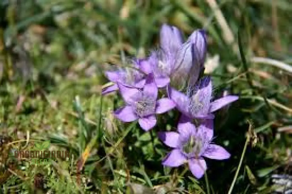 Gentianella Species Seeds for Planting - Image 3