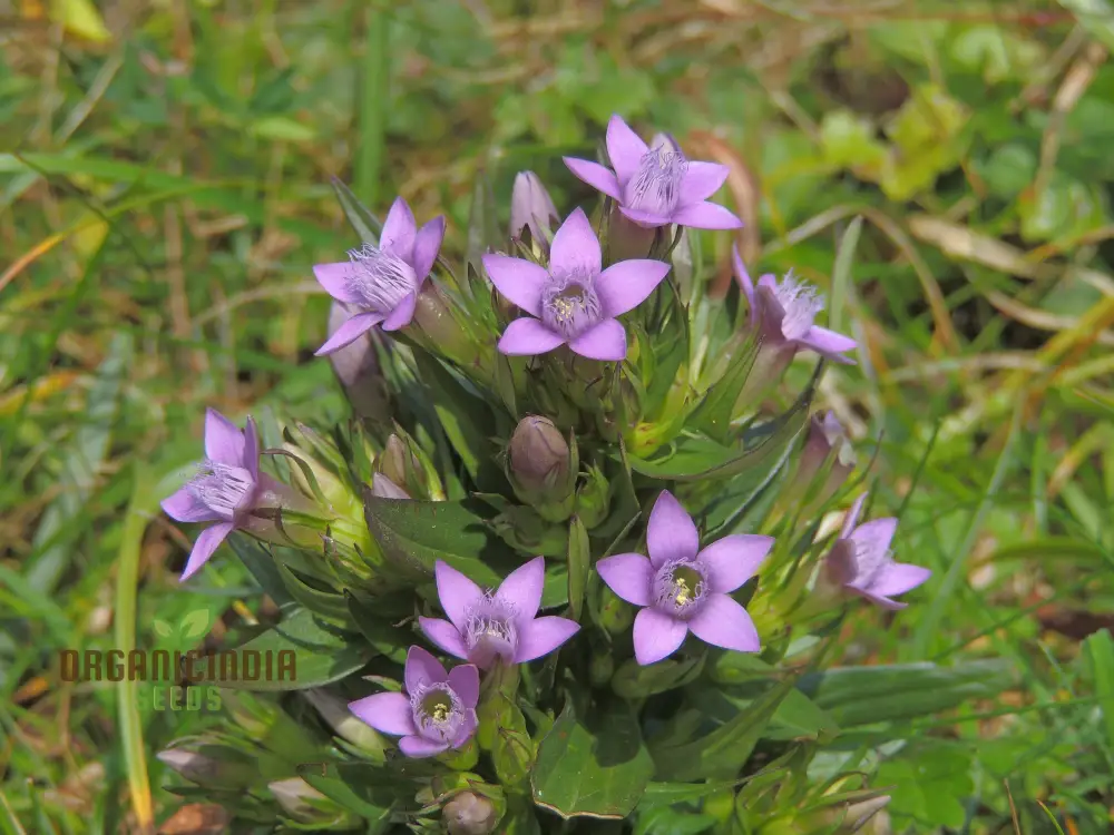 Gentianella Species Seeds for Planting - Image 4