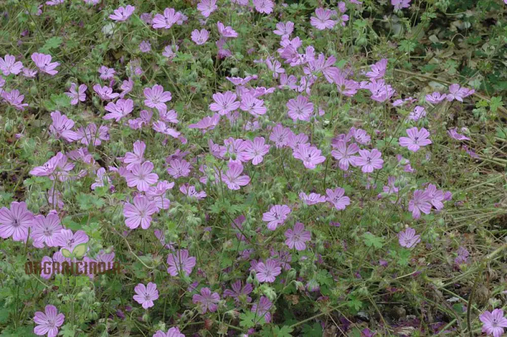 Geranium Albanum Seeds - Perfect for Gardening Enthusiasts | Beautiful Blooms for Your Garden Oasis - Image 3