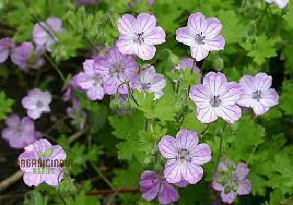 Geranium Albanum Seeds - Perfect for Gardening Enthusiasts | Beautiful Blooms for Your Garden Oasis - Image 4