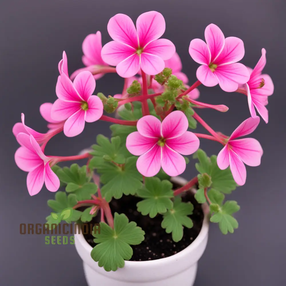 Geranium Flower Garden Seeds Elevate Your Annual Flower Gardening Experience with Pelargonium Hortorum Pink Seeds