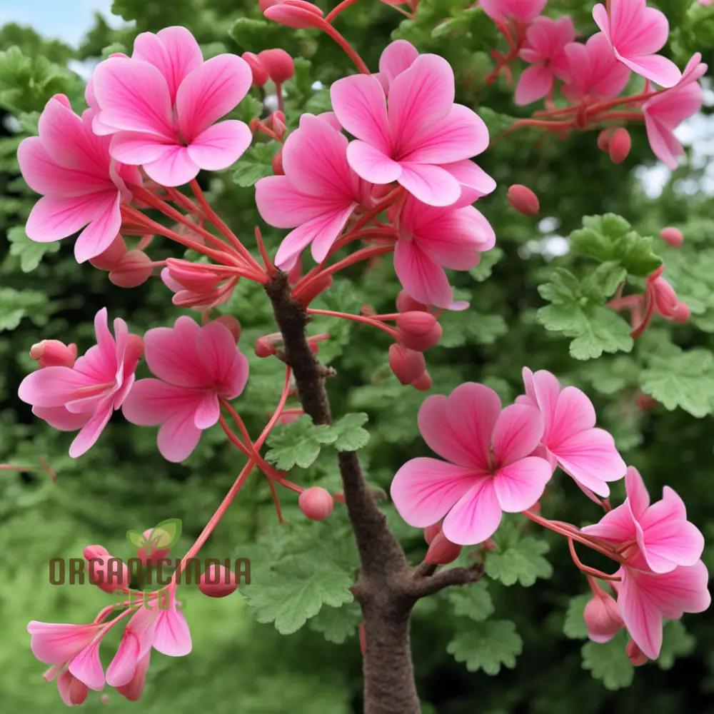 Geranium Flower Garden Seeds Elevate Your Annual Flower Gardening Experience with Pelargonium Hortorum Pink Seeds - Image 3