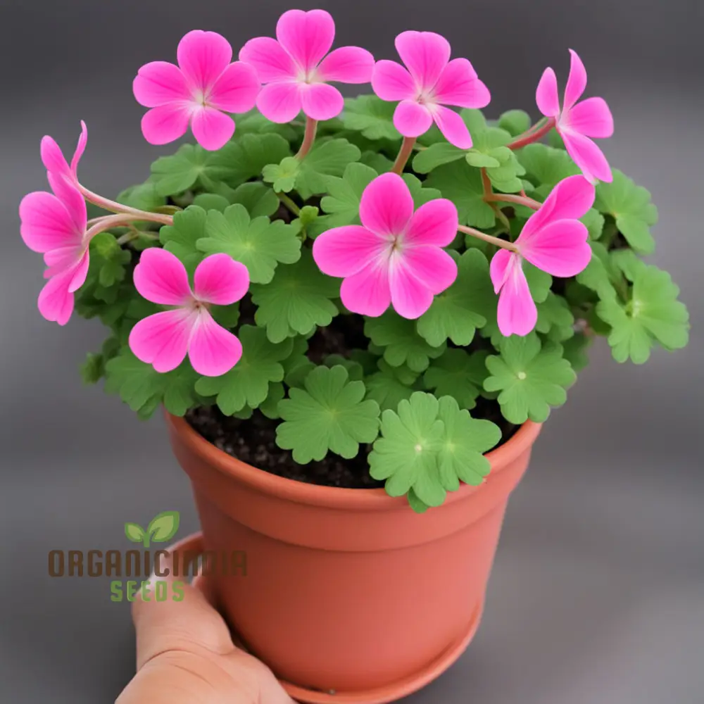 Geranium Flower Garden Seeds Elevate Your Annual Flower Gardening Experience with Pelargonium Hortorum Pink Seeds - Image 4