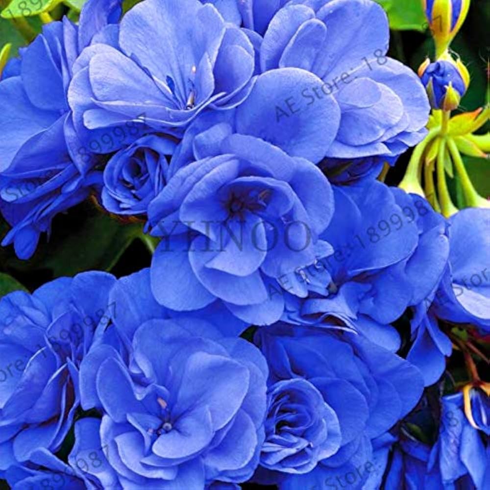 Geranium Seeds – Vibrant Blooming Variety for Garden Planting - Image 3