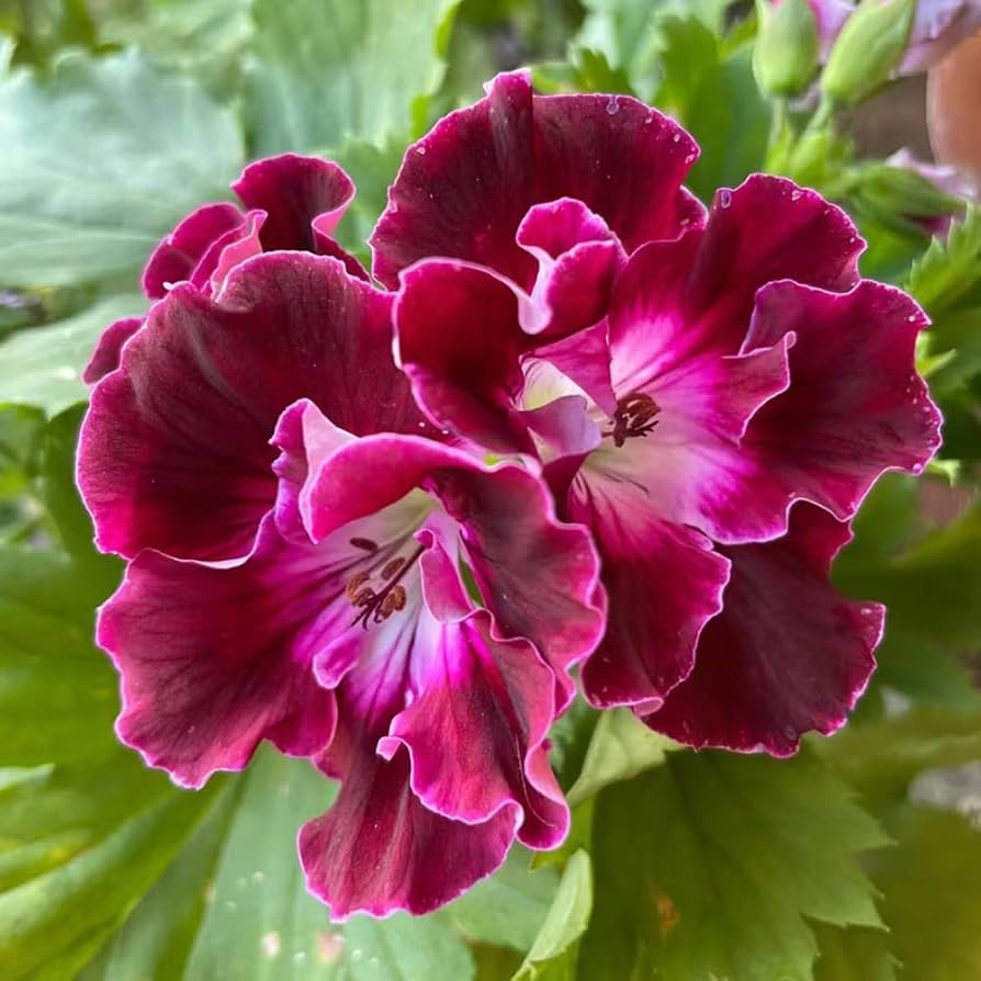Geranium Seeds – Vibrant Blooming Variety for Garden Planting - Image 4