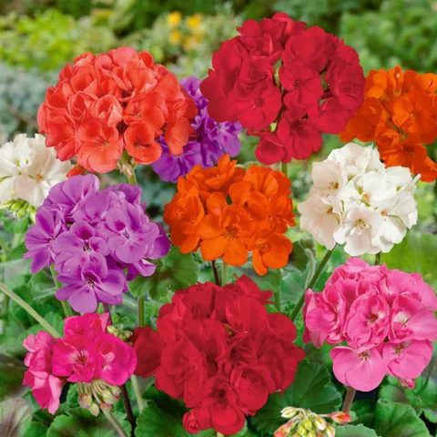 Geranium Seeds – Vibrant Blooming Variety for Garden Planting - Image 5