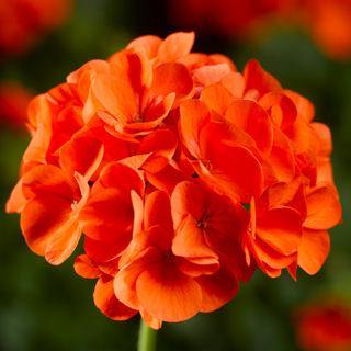 Geranium Seeds – Vibrant Blooming Variety for Garden Planting - Image 6