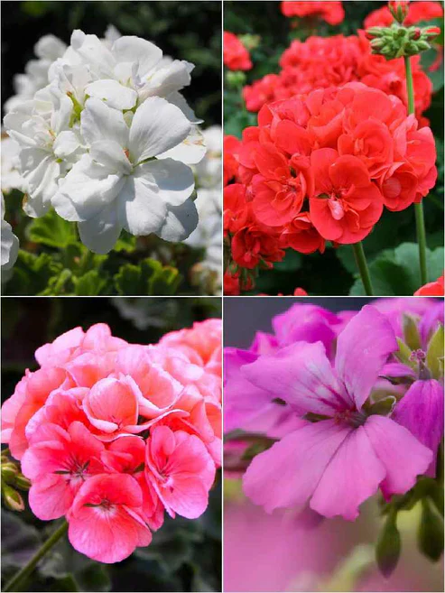 Geranium Seeds – Vibrant Blooming Variety for Garden Planting - Image 7