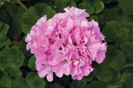 Geranium Seeds – Vibrant Blooming Variety for Garden Planting - Image 8