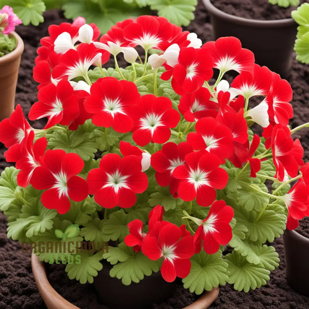 Red White Geranium Flower Seeds, Classic Garden Blooms, Easy-to-Grow