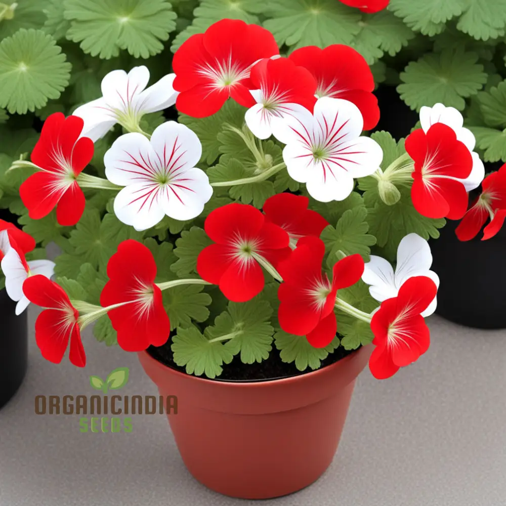 Red White Geranium Flower Seeds, Classic Garden Blooms, Easy-to-Grow - Image 3