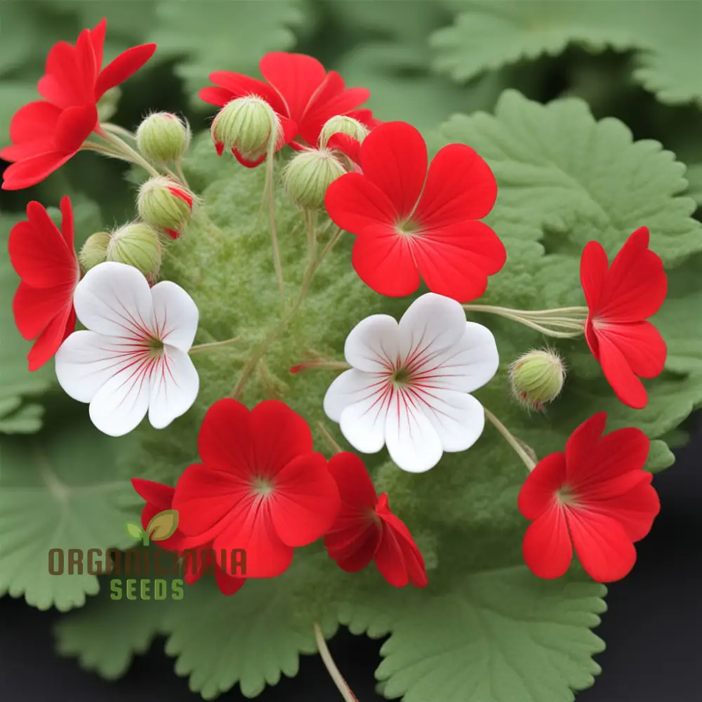 Red White Geranium Flower Seeds, Classic Garden Blooms, Easy-to-Grow - Image 4