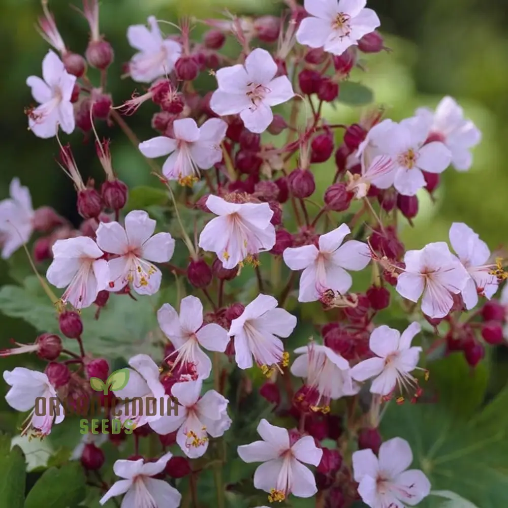 Geranium macrorrhizum Flower Seeds , Fragrant and Hardy Blooms, Easy-to-Grow Varieties for a Lush and Resilient Garden