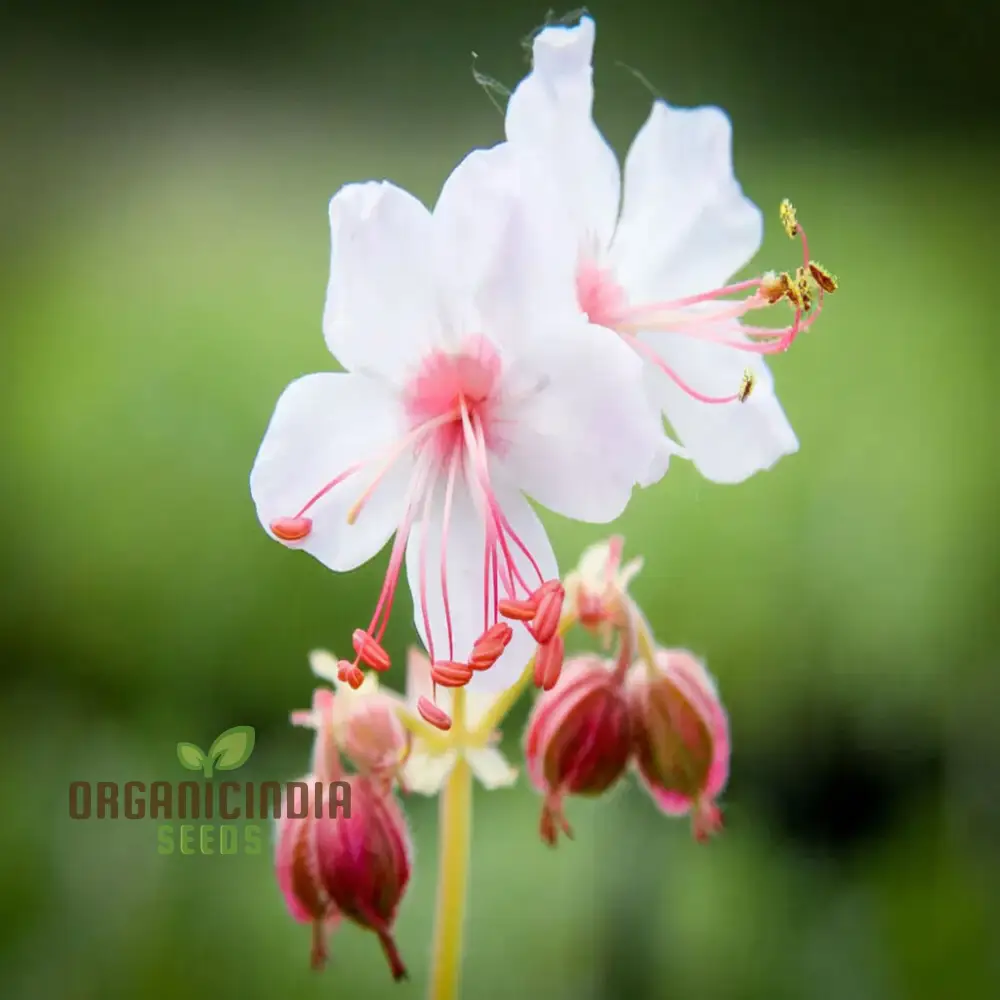 Geranium macrorrhizum Flower Seeds , Fragrant and Hardy Blooms, Easy-to-Grow Varieties for a Lush and Resilient Garden - Image 3