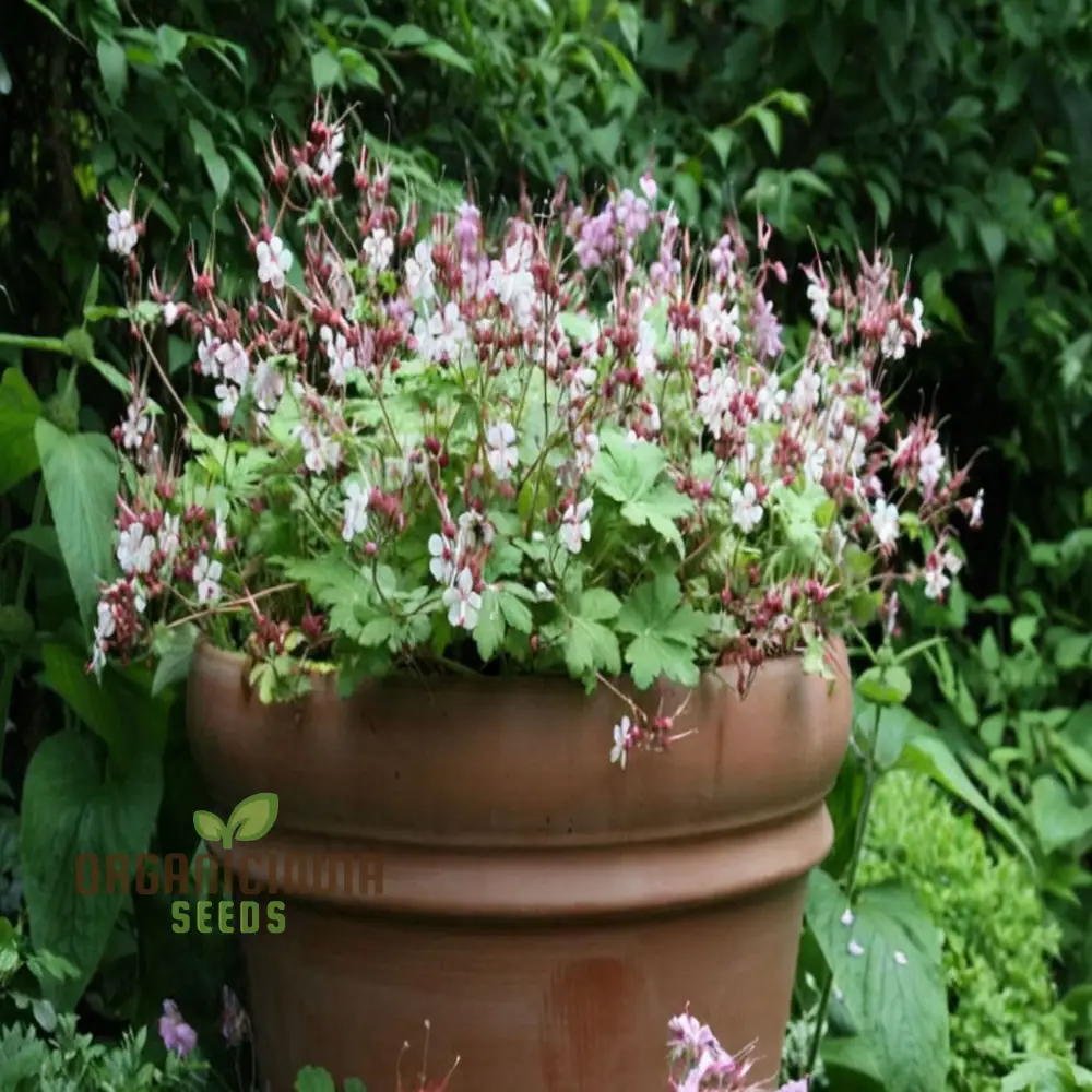 Geranium macrorrhizum Flower Seeds , Fragrant and Hardy Blooms, Easy-to-Grow Varieties for a Lush and Resilient Garden - Image 4