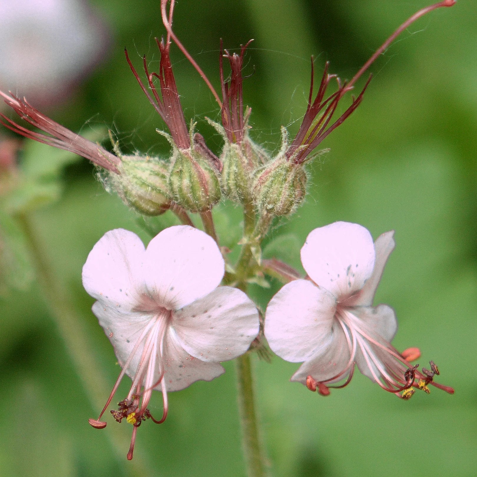Geranium Macrorrhizum Seeds - Vibrant Perennial for Your Garden | Premium Quality Blooms and Foliage | Perfect for Borders and Ground Cover