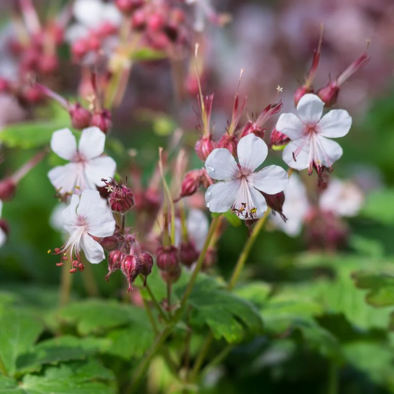 Geranium Macrorrhizum Seeds - Vibrant Perennial for Your Garden | Premium Quality Blooms and Foliage | Perfect for Borders and Ground Cover - Image 3