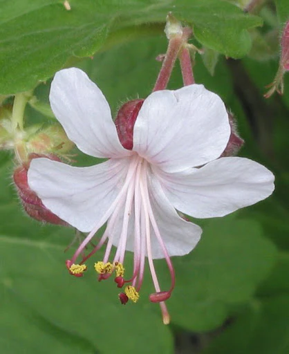 Geranium Macrorrhizum Seeds - Vibrant Perennial for Your Garden | Premium Quality Blooms and Foliage | Perfect for Borders and Ground Cover - Image 4