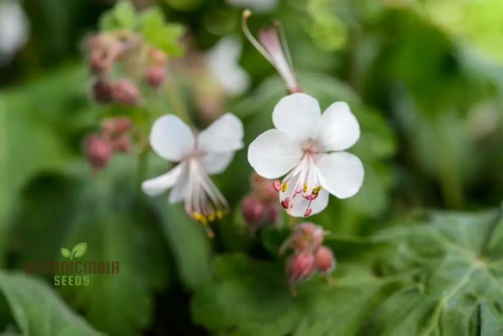 Geranium Macrorrhizum Seeds - Vibrant Perennial for Your Garden | Premium Quality Blooms and Foliage | Perfect for Borders and Ground Cover - Image 5