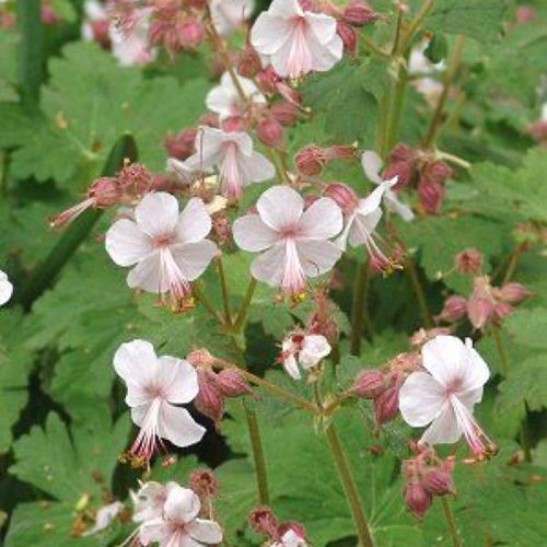 Geranium Macrorrhizum Seeds - Vibrant Perennial for Your Garden | Premium Quality Blooms and Foliage | Perfect for Borders and Ground Cover - Image 6