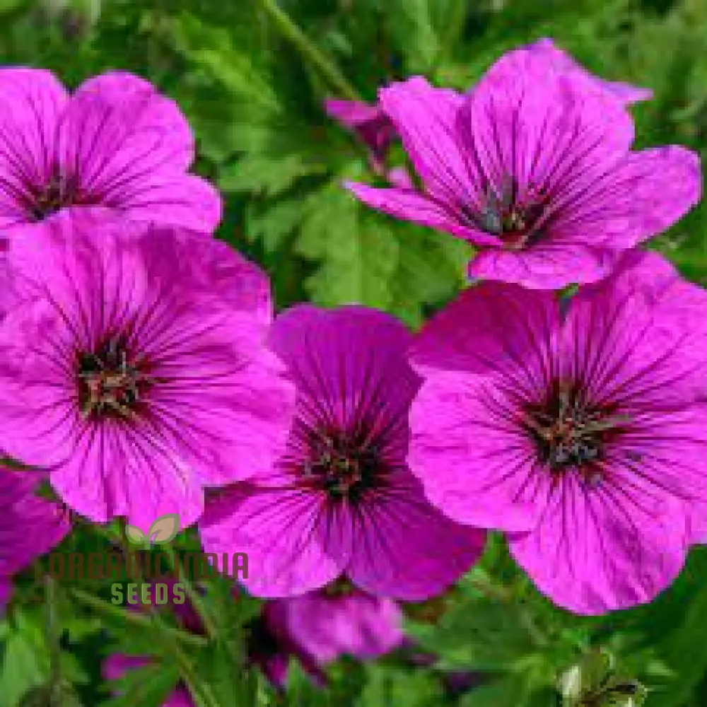 Geranium Ocellatum Seeds: Hardy Perennial for Vibrant Garden Beds and Borders | Gardening Enthusiast's Favorite with Beautiful Flowers