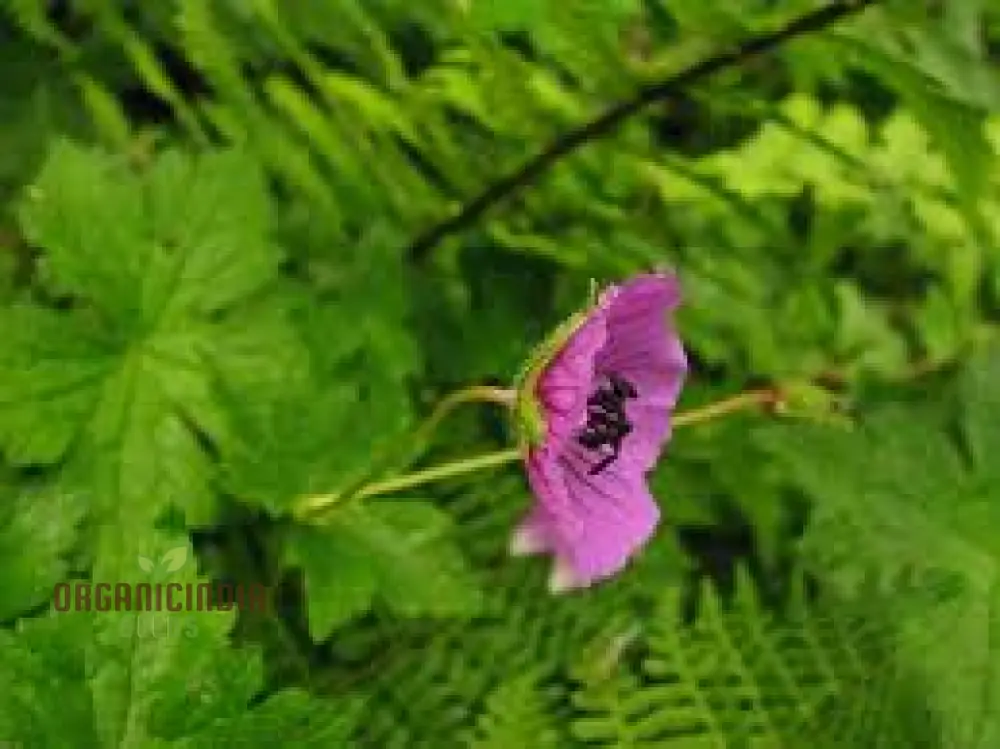Geranium Ocellatum Seeds: Hardy Perennial for Vibrant Garden Beds and Borders | Gardening Enthusiast's Favorite with Beautiful Flowers - Image 3