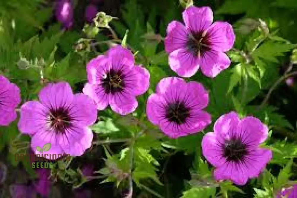 Geranium Ocellatum Seeds: Hardy Perennial for Vibrant Garden Beds and Borders | Gardening Enthusiast's Favorite with Beautiful Flowers - Image 4