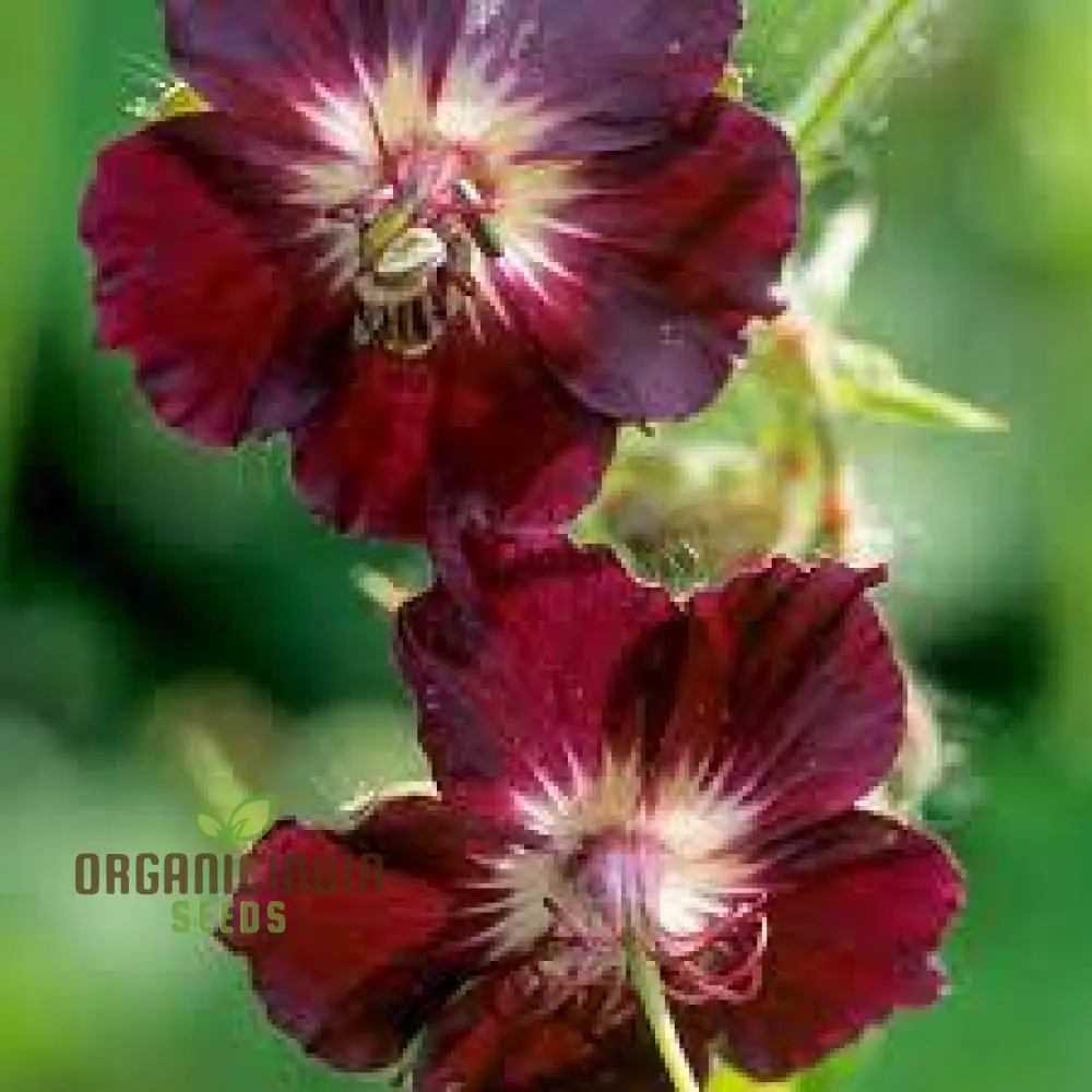 Geranium Phaeum Seeds, Gardener's Delight: Elegant Shade-Loving Cranesbill for Your Tranquil Garden