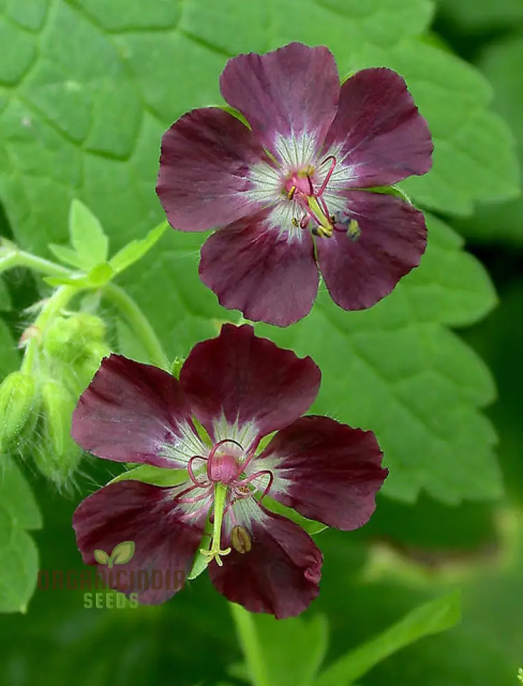 Geranium Phaeum Seeds, Gardener's Delight: Elegant Shade-Loving Cranesbill for Your Tranquil Garden - Image 3