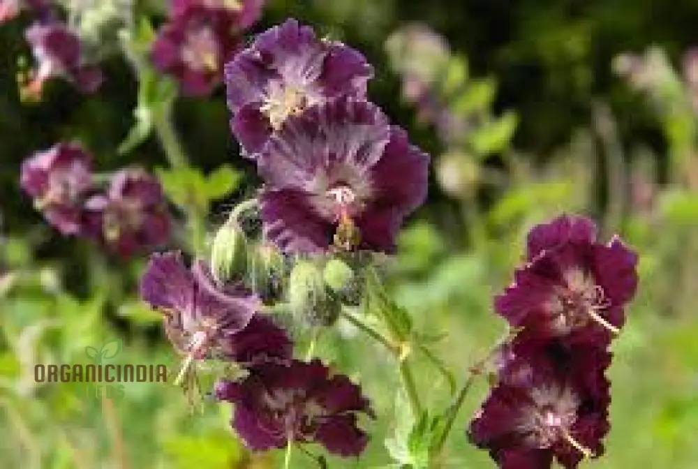 Geranium Phaeum Seeds, Gardener's Delight: Elegant Shade-Loving Cranesbill for Your Tranquil Garden - Image 4