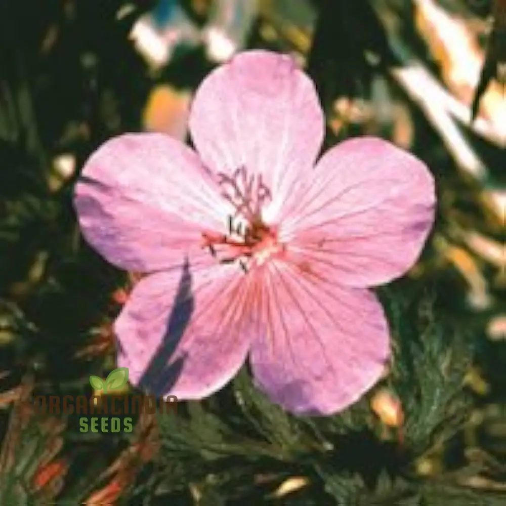 Geranium Pratense 'Pink Ghost' Seeds - Stunning Perennial for Enchanting Gardens and Flowerbeds