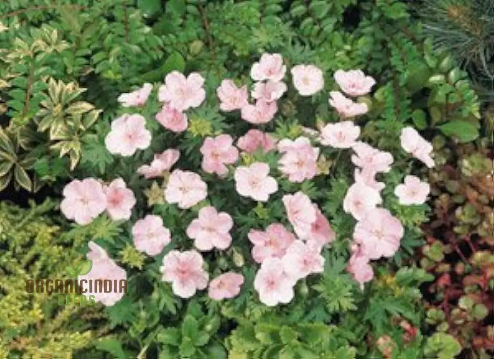 Geranium Pratense 'Pink Ghost' Seeds - Stunning Perennial for Enchanting Gardens and Flowerbeds - Image 3