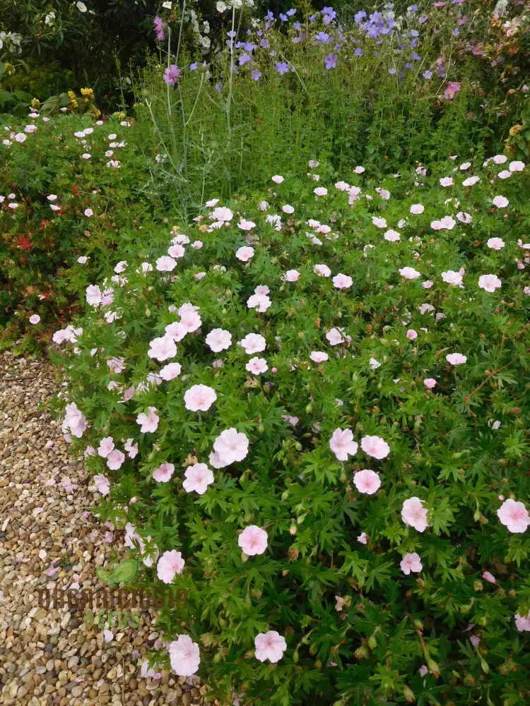Geranium Pratense 'Pink Ghost' Seeds - Stunning Perennial for Enchanting Gardens and Flowerbeds - Image 4