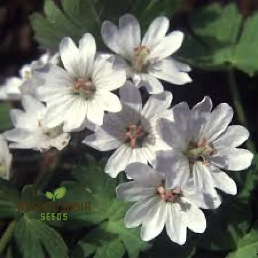 Geranium Pyrenaicum Seeds 'Summer Snow' - Hardy Perennial for Stunning Garden Borders and Beds