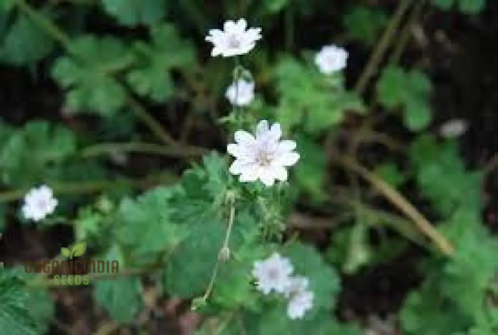 Geranium Pyrenaicum Seeds 'Summer Snow' - Hardy Perennial for Stunning Garden Borders and Beds - Image 3