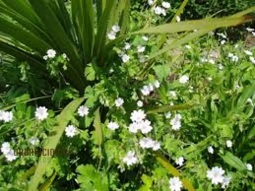 Geranium Pyrenaicum Seeds 'Summer Snow' - Hardy Perennial for Stunning Garden Borders and Beds - Image 4