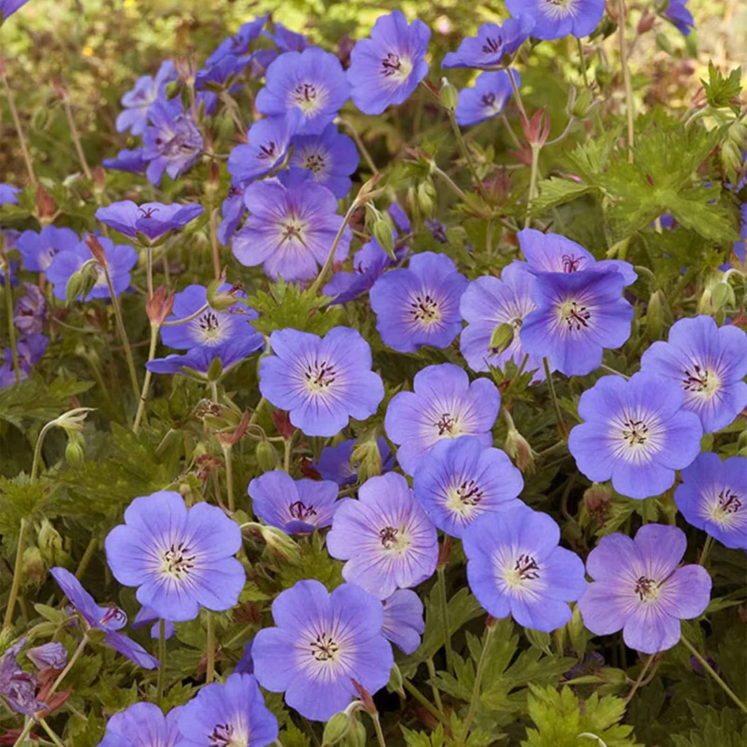 Geranium 'Rozanne' Seeds Perennial, Long Blooming Period, Attracts Bees Butterflies, Low Maintenance Ground Cover