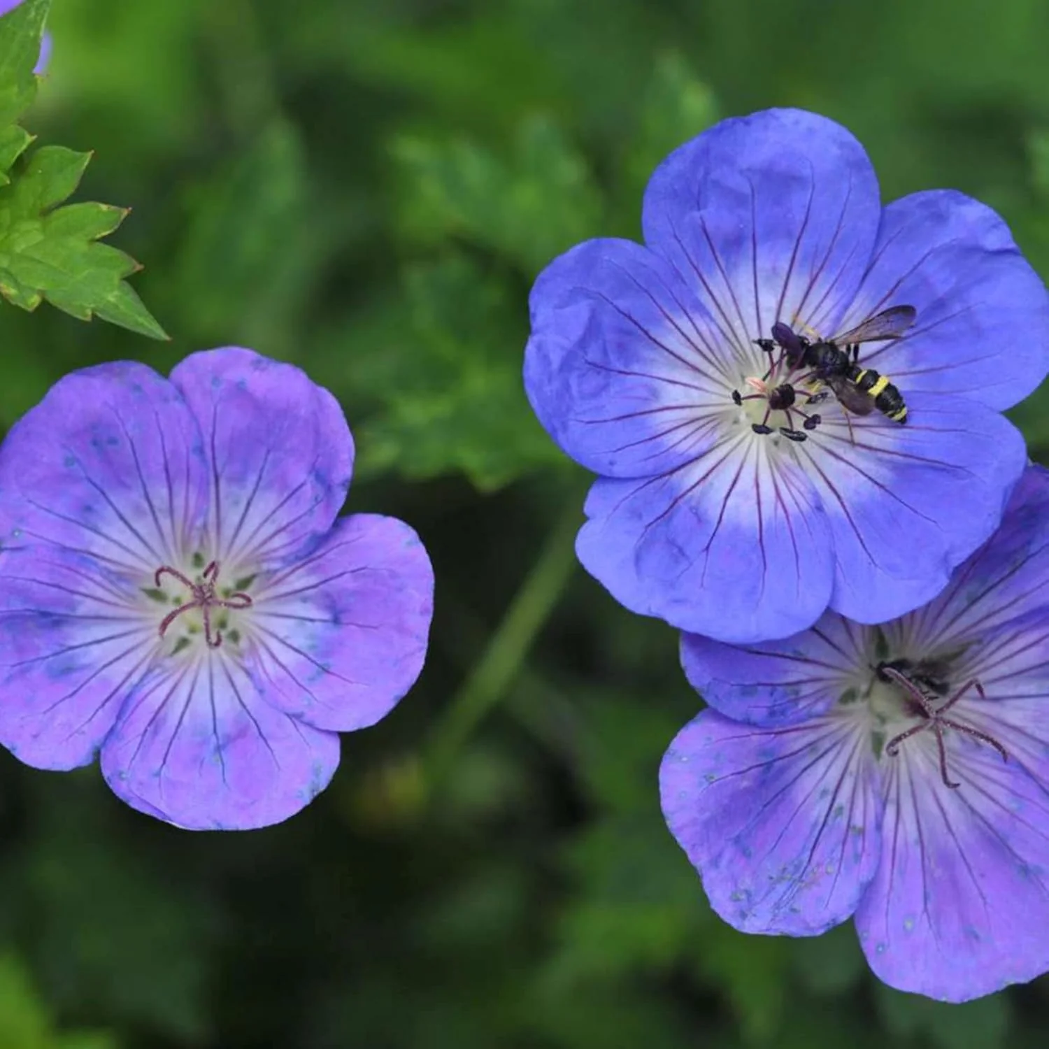 Geranium 'Rozanne' Seeds Perennial, Long Blooming Period, Attracts Bees Butterflies, Low Maintenance Ground Cover - Image 5