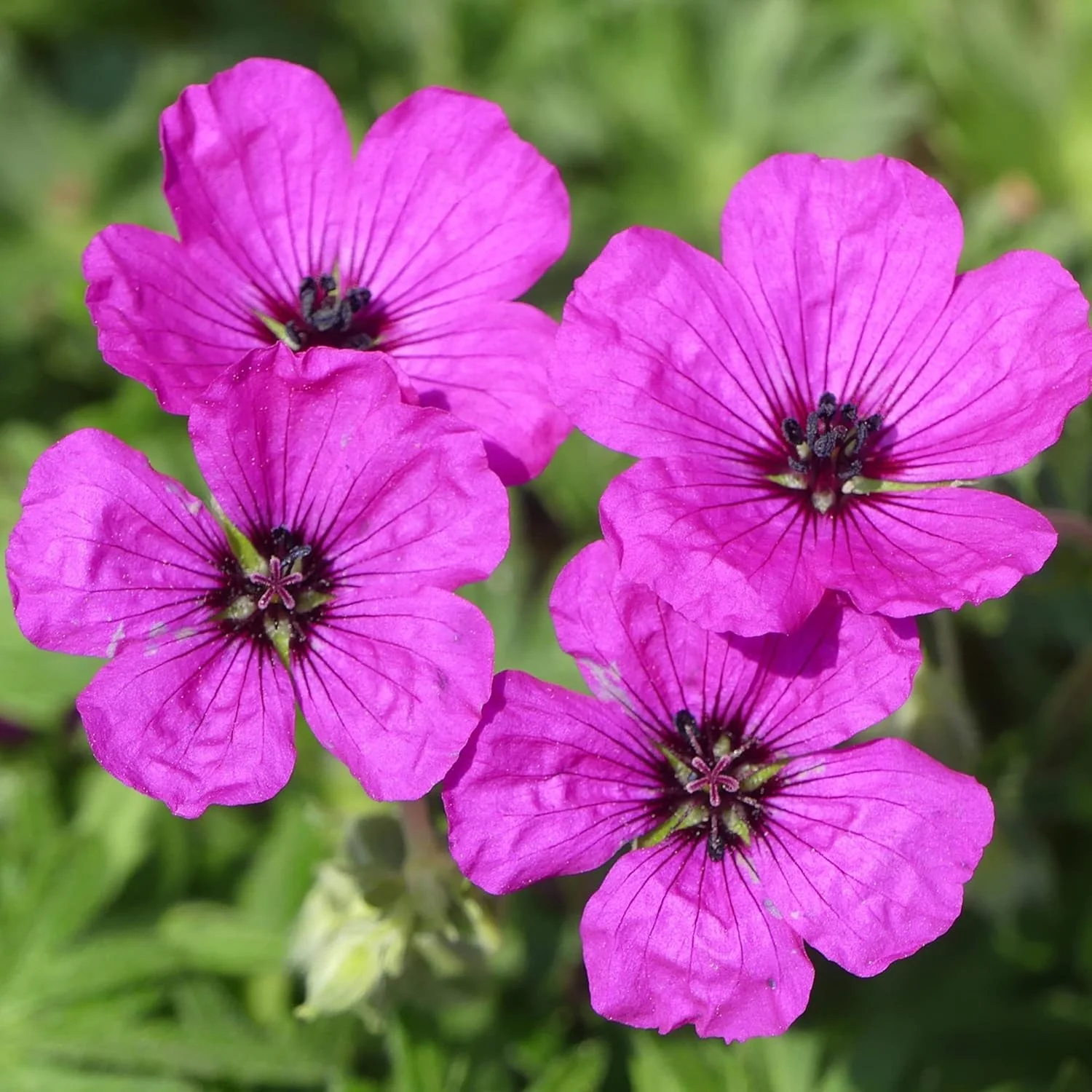 Evergreen Geranium Cranesbill Seeds – Perennial Ground Cover Plant