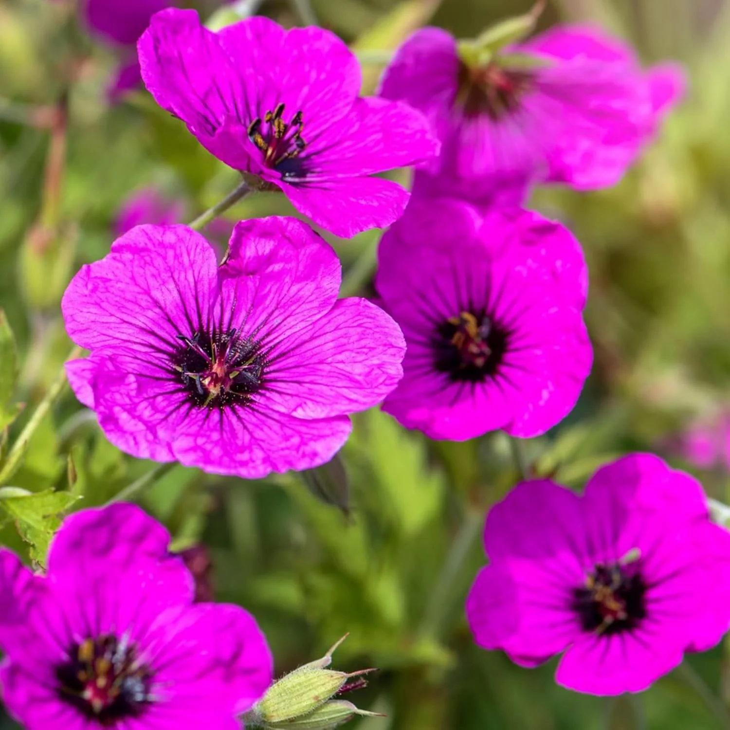 Evergreen Geranium Cranesbill Seeds – Perennial Ground Cover Plant - Image 3