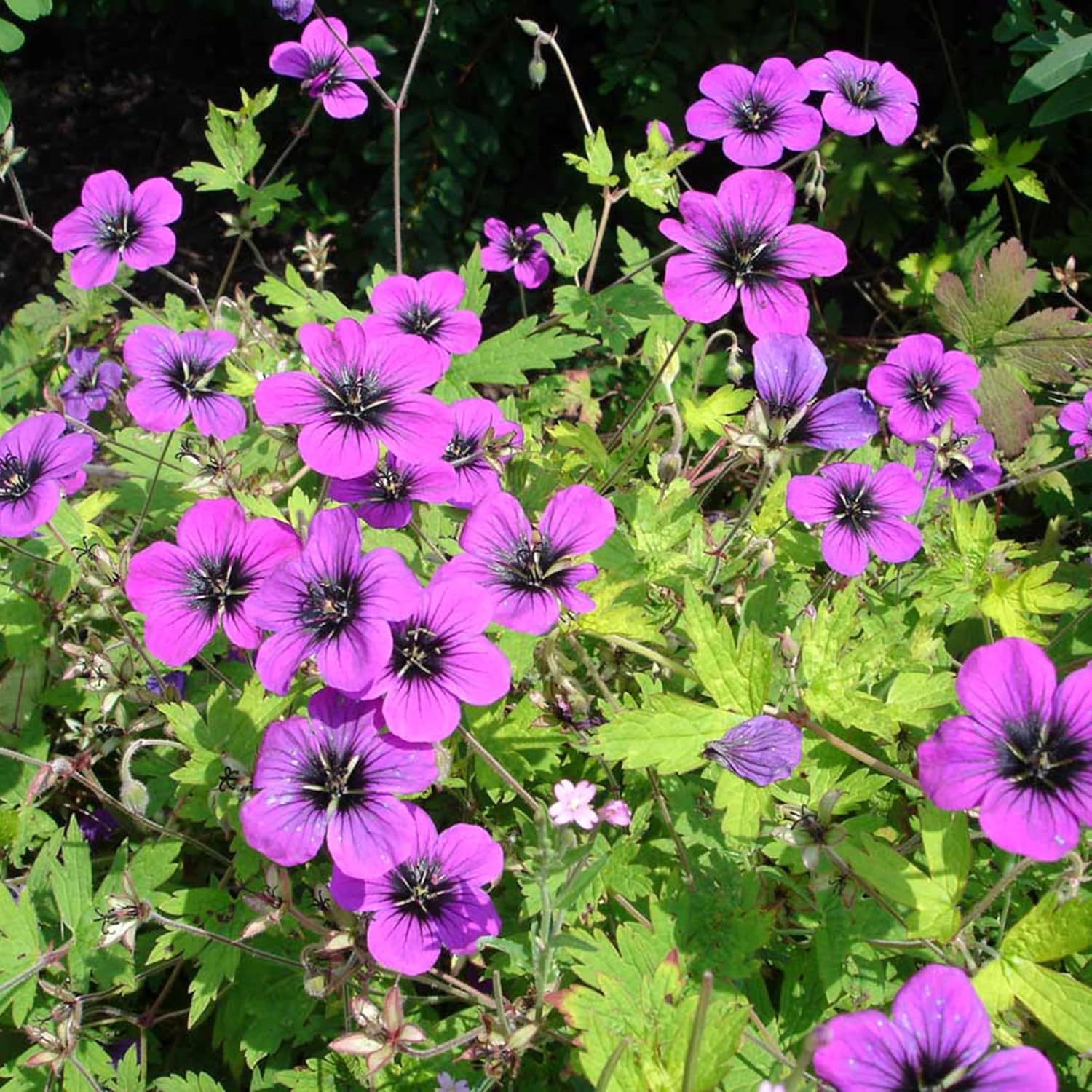 Evergreen Geranium Cranesbill Seeds – Perennial Ground Cover Plant - Image 4