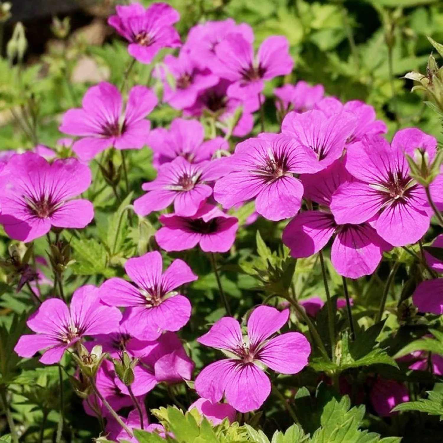 Evergreen Geranium Cranesbill Seeds – Perennial Ground Cover Plant - Image 5