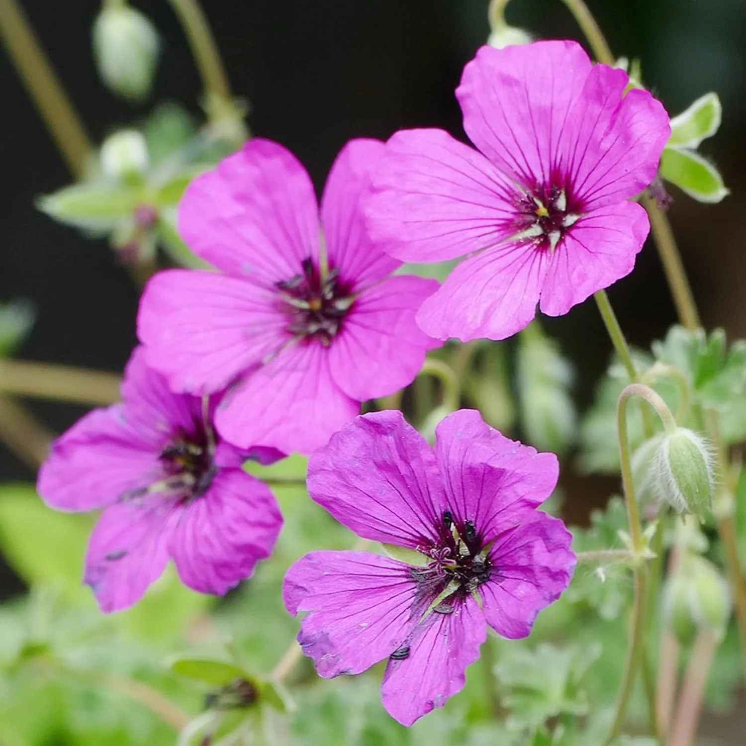 Evergreen Geranium Cranesbill Seeds – Perennial Ground Cover Plant - Image 6