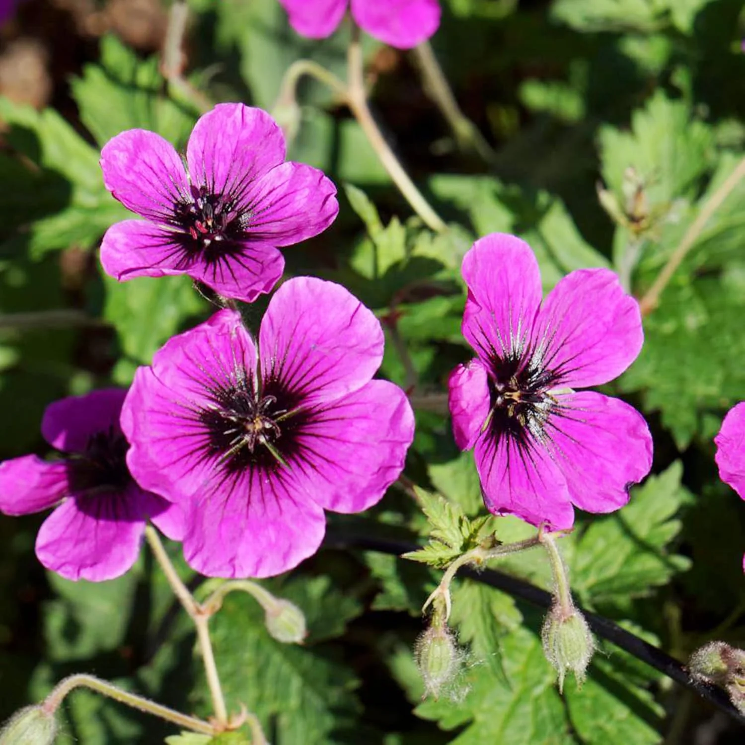 Evergreen Geranium Cranesbill Seeds – Perennial Ground Cover Plant - Image 7