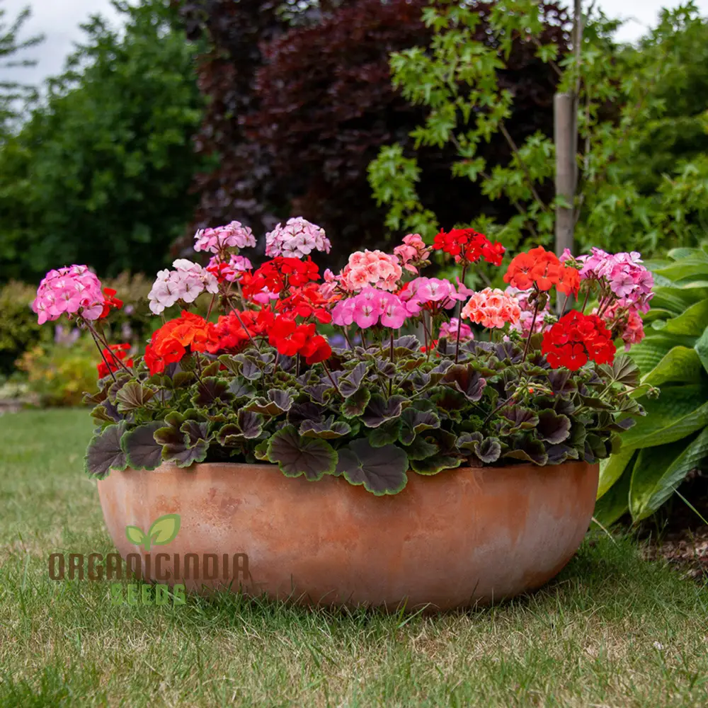 Geranium Seeds - Shadow Mixed Variety | Ideal for Vibrant Gardens and Year-Round Blooms - Image 3